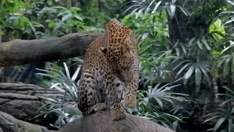 Leopard,-Der-Sich-Auf-Einem-Felsen-Pflegt