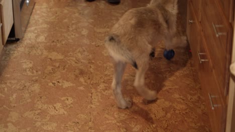 Baby-timber-wolf-playing-with-a-bouncy-ball-in-the-kitchen