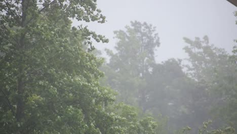 Trees-blowing-in-wind-during-storm-3