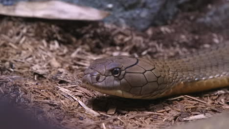 King-cobra-sliding-on-the-ground-close-up