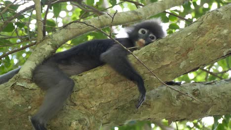 Dusky-Leaf-Monkey-or-Spectacled-Langur-resting-and-relaxing-on-the-tree