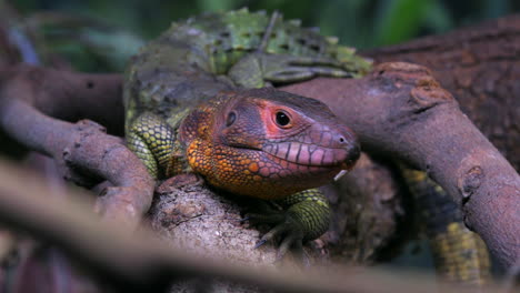 Caiman-Lizard-sticky-tongue-and-swallowing-its-saliva
