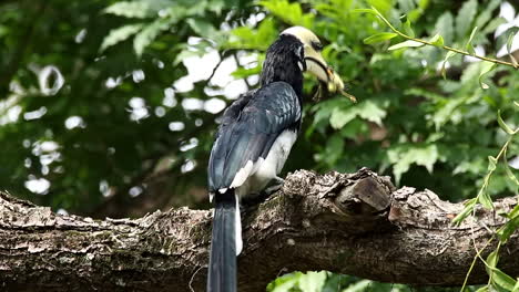 Oriental-pied-hornbill-feeding-on-sunbird