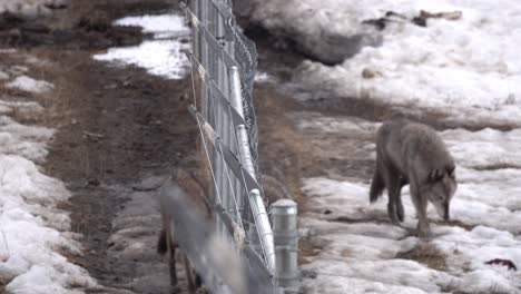 Wolves-walking-together-near-the-fence-line