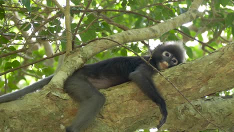 Dusky-Leaf-Monkey-or-Spectacled-Langur-lays-down-on-the-tree