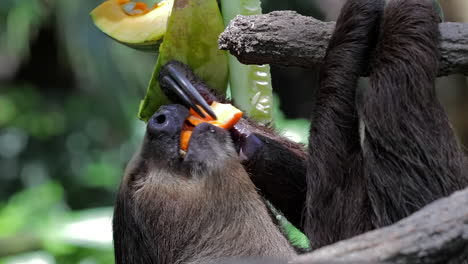 Two-toe-sloth-eating-fruits