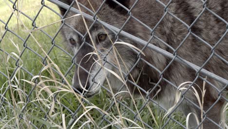 Neugieriger-Alaska-Tundra-Wolf,-Der-In-Der-Nähe-Von-Drahtzaun-Schaut
