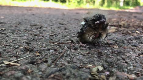 Lonely-baby-bird-chick-who-just-fell-of-its-nest-5