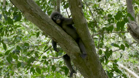 Dusky-Leaf-Monkey-or-Spectacled-Langur-scratching-her-foot-on-the-tree