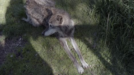 Alaskischer-Tundrawolf,-Der-Im-Schatten-Sich-Entspannt