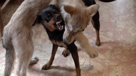 Timberwolf-Welpe-Gegen-Kleinen-Hund
