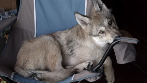 Young-Timber-Wolf-relaxing-on-a-camping-chair