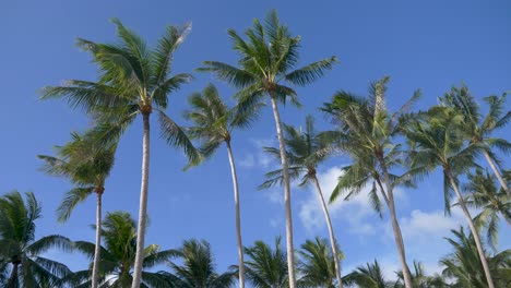 Kokospalmen-Mit-Blauem-Himmel-Im-Hintergrund