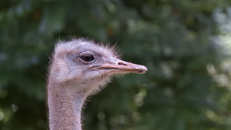 Single-Ostrich-head-close-up-portait