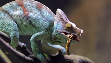 Parson-Chameleon-feeding-on-insect