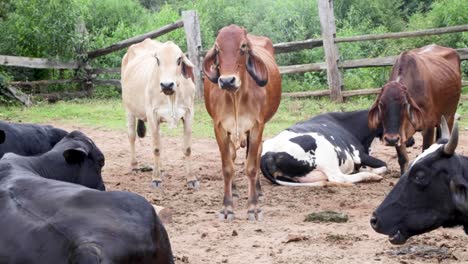 Vacas-Comiendo-Tranquilamente-En-Los-Campos-En-Una-Tarde-Soleada-En-Brasil,-América-Del-Sur-1