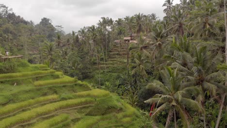 Filmische,-Glatte-Drohnenaufnahme-Aus-Der-Luft-Von-Den-Berühmten-Ubud-Reisterrassen-In-Bali-Mit-Lebhaften-Grünen-Mustern-Von-Pflanzen-An-Einem-Bewölkten-Tag-1