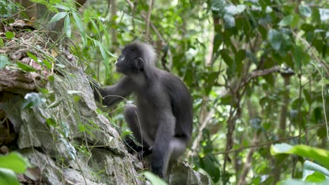 Dusky-Leaf-Monkey-or-Spectacled-Langur--climbing-up