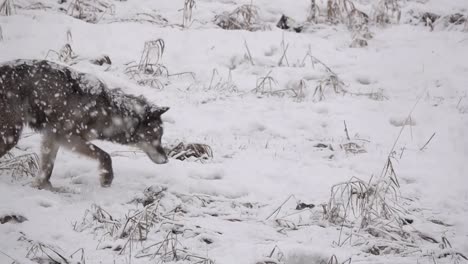 Alaska-Tundra-Wolf,-Der-Während-Eines-Schneesturms-Eine-Maus-Im-Schnee-Jagt