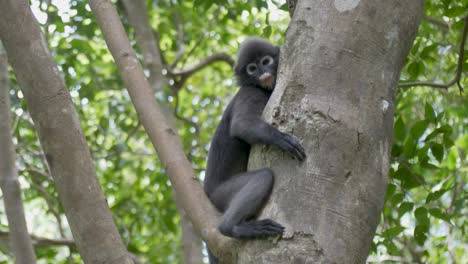 Mono-De-Hoja-Oscura-O-Langur-De-Anteojos-Descansando-En-El-árbol