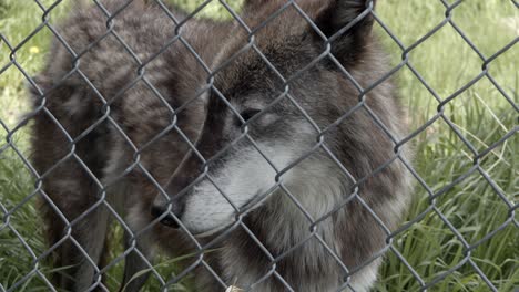 Alaska-Tundra-Wolf-Starrt-Intensiv-Auf-Etwas-Durch-Den-Zaun
