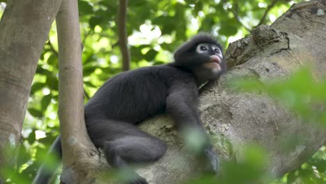 Mono-De-Hoja-Oscura-O-Langur-De-Anteojos-Descansando-En-El-árbol-Y-Mirando-Hacia-Arriba