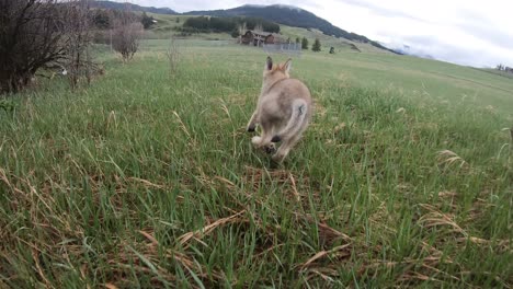 Baby-gray-wolf-running-freely-towards-log-home