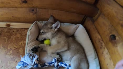 Visiting-a-baby-gray-wolf-sleeping-in-his-bed