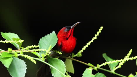 Single-crimson-sunbird-on-tree-branch