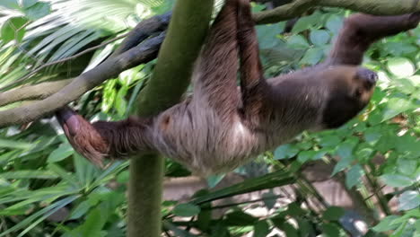 Two-toe-sloth-climbing-trees