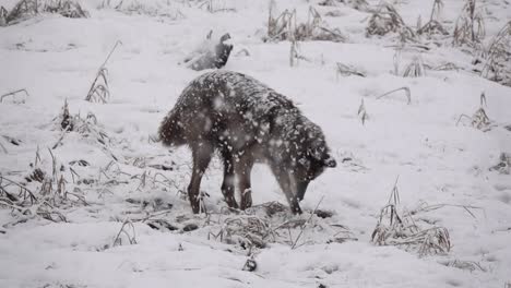 Tundra-Wolf-inspecting-a-hold-during-a-snowstorm
