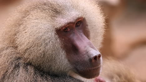 Male-baboon-portrait-close-up