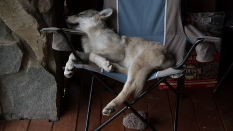 Baby-gray-wolf-sleeping-on-a-camping-chair