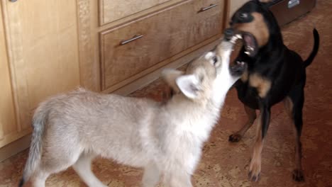 Baby-Timber-Wolf-Welpe-Kämpft-Mit-Einem-Kleinen-Schwarzen-Hund