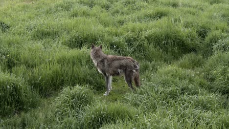 Verdächtiger-Alaska-Tundra-Wolf,-Der-Etwas-In-Der-Ferne-Untersucht,-Während-Er-Durch-Hohes-Gras-Geht