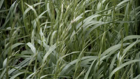 Shot-of-blades-of-grass-blowing-gently-in-the-wind-after-a-light-rain