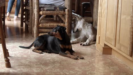 Baby-Timber-wolf-and-a-small-dog-relaxing-in-the-kitchen