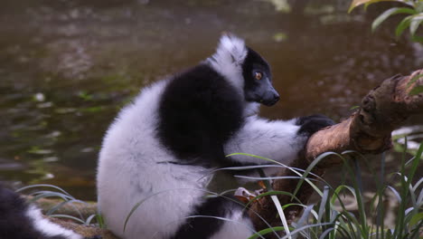 Black-and-white-lemur-resting-on-tree