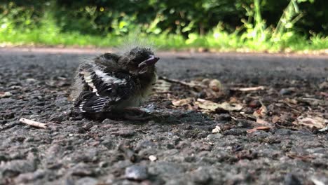 Lonely-baby-bird-chick-who-just-fell-of-its-nest