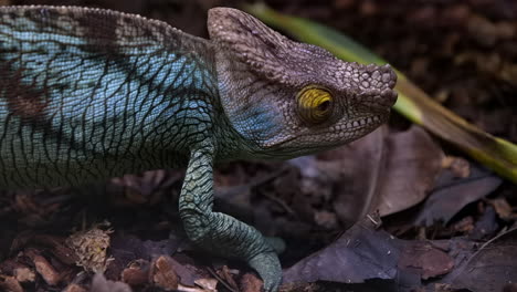 Colourful-parson-Chameleon-movng-on-the-ground