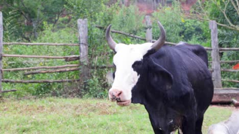 Vacas-Comiendo-Tranquilamente-En-Los-Campos-En-Una-Tarde-Soleada-En-Brasil,-América-Del-Sur-2