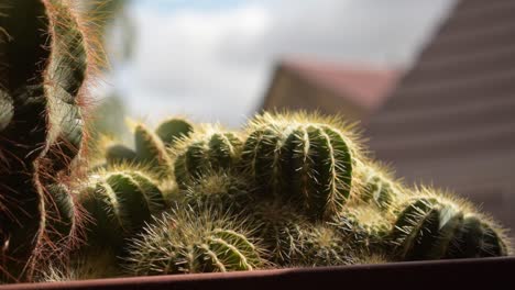Herumspielen-Mit-Fokus-Auf-Einen-Kaktus