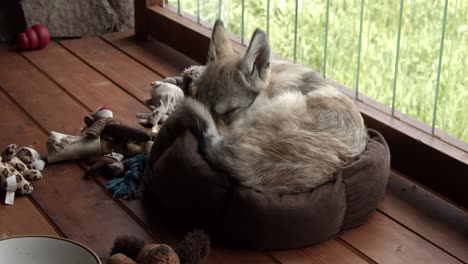 Baby-gray-wolf-sleeping-in-his-bed-around-his-toys