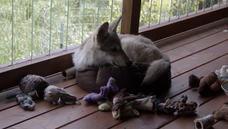 Verwöhnter-Kleiner-Holzwolf,-Der-Versucht,-In-Seinem-Bett-Neben-Seinen-Spielsachen-Zu-Schlafen
