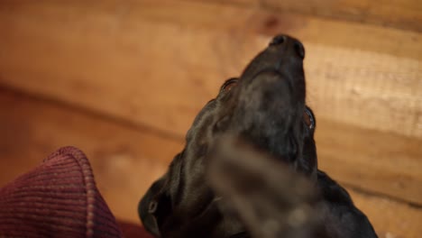 Pequeño-Perro-Negro-Feliz-De-Tener-Una-Mascota