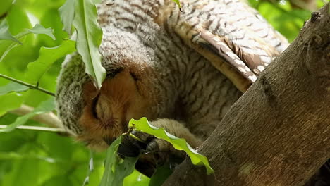 Spotted-wool-owl-in-rainforest