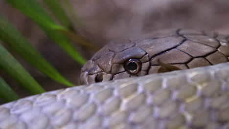 King-cobra-sliding-on-ground-close-up