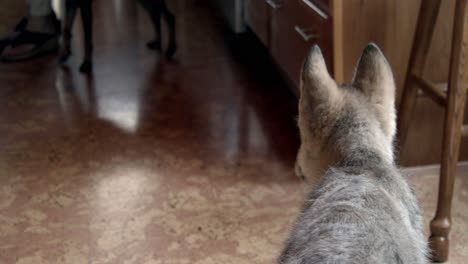 Bebé-Lobo-Sentado-E-Investigando-Lo-Que-Está-Pasando-En-La-Cocina
