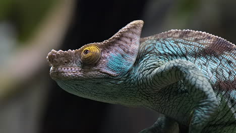 Parson-chameleon-portrati-close-up