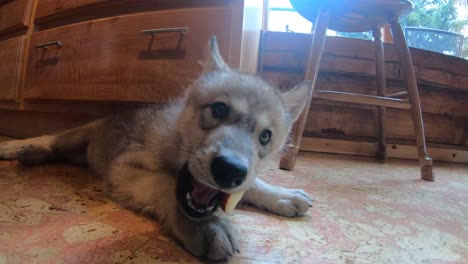 One-month-old-timber-wolf-deciding-if-he-likes-apple-or-not